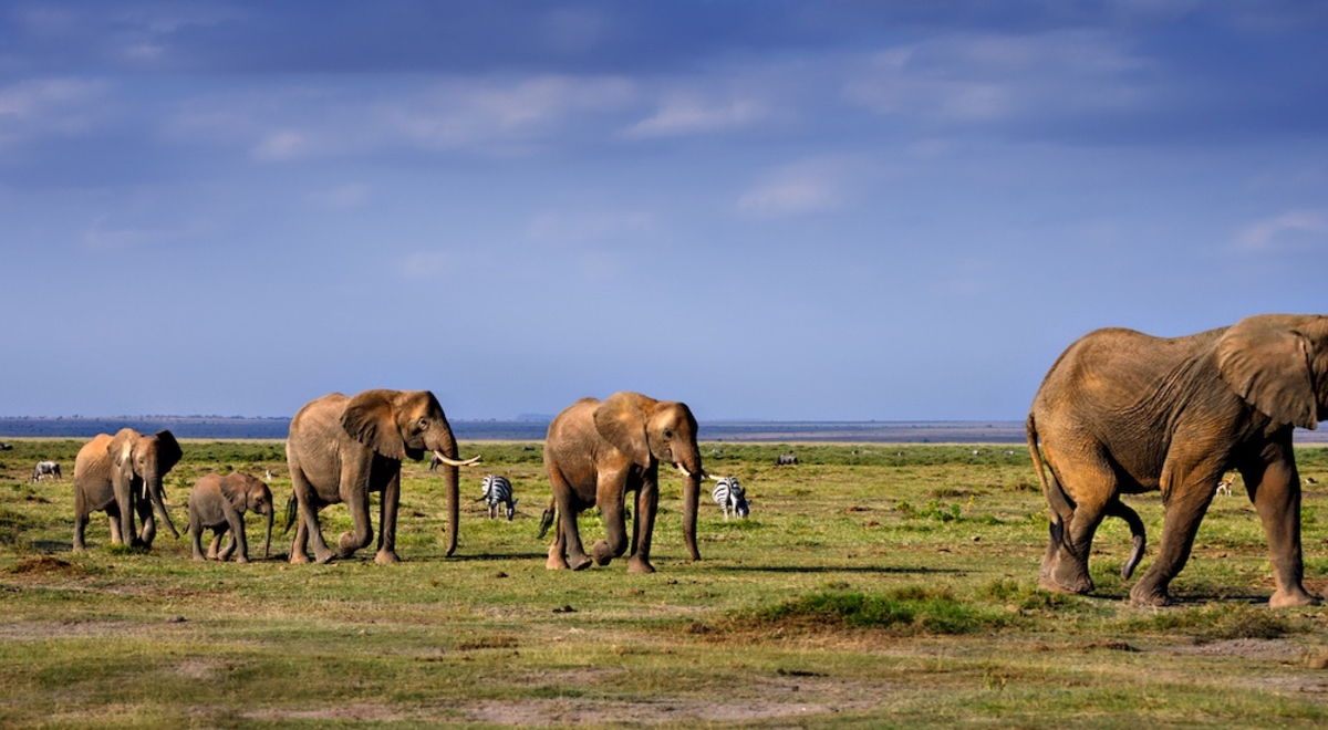 Elephants walking in open Savannah, Africa