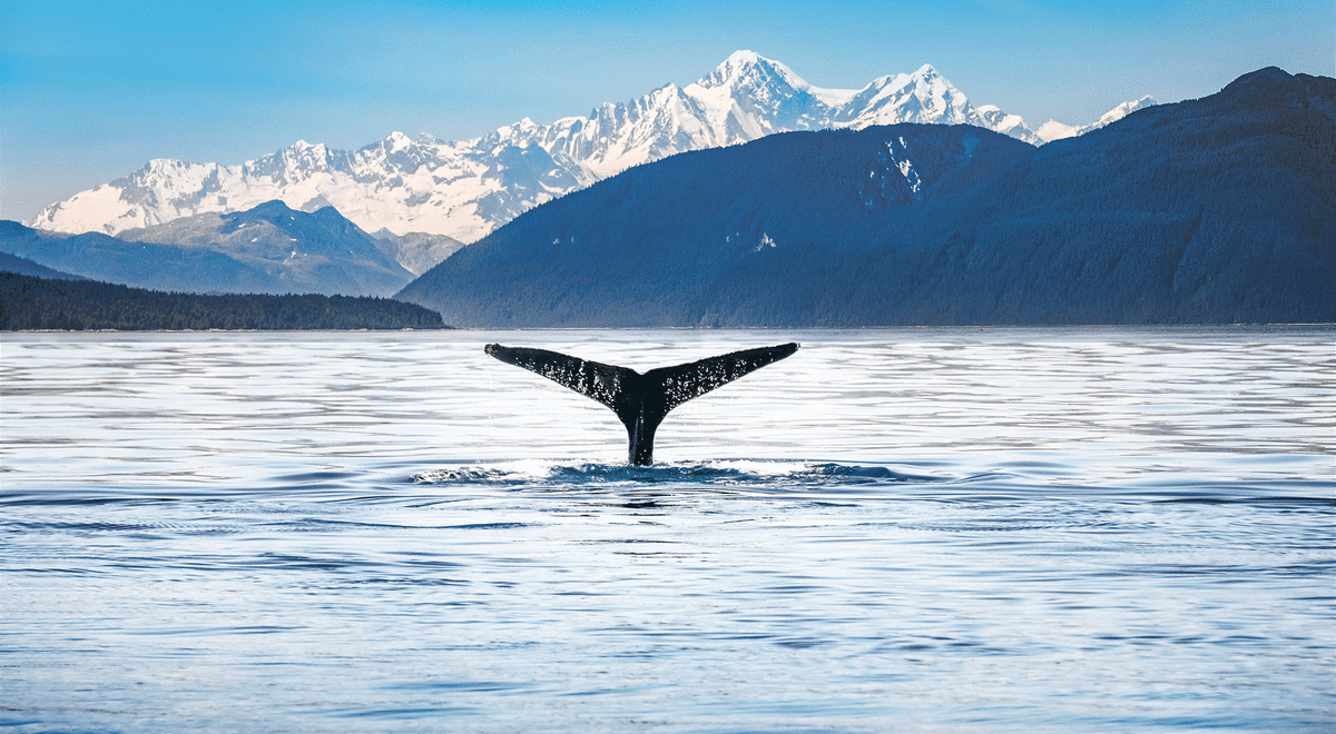 Whale watching