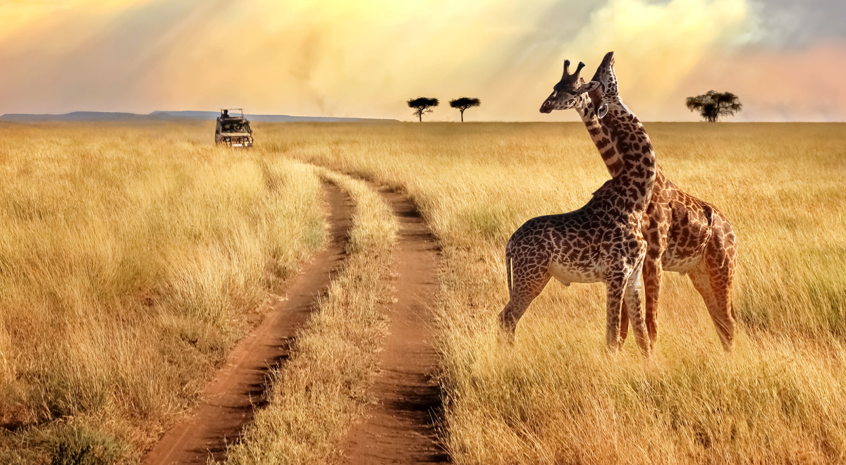 Safari