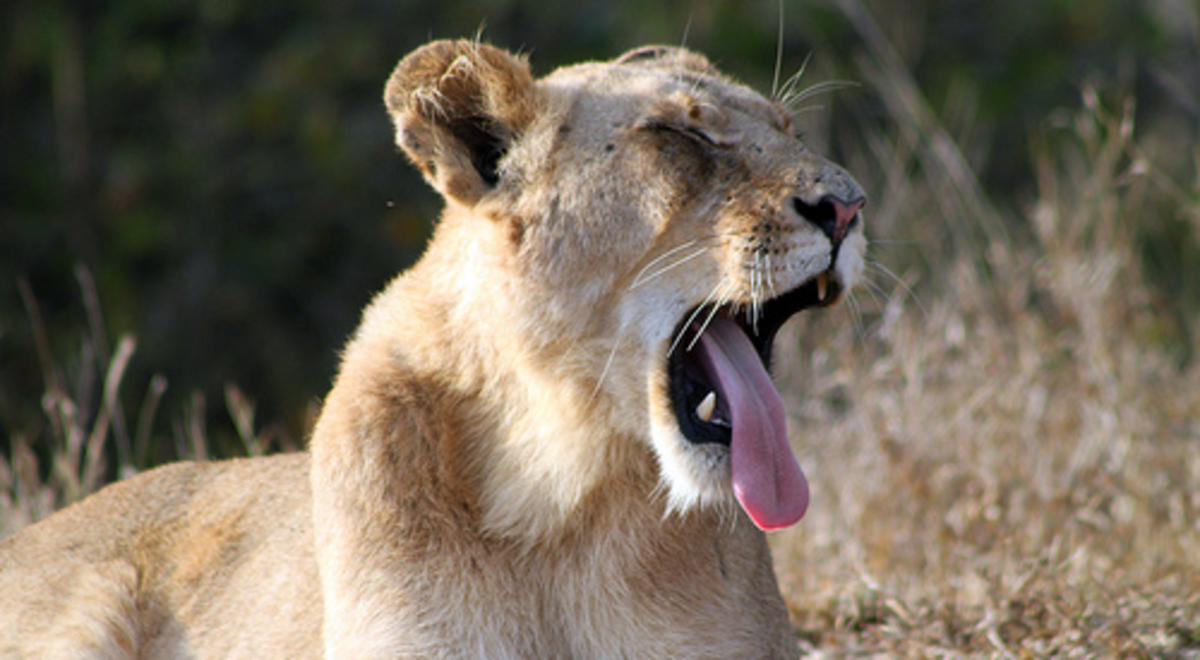 A lioness yawns revealing a very long tongue