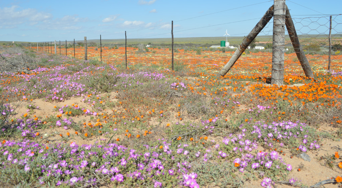 purple and orange flowers in a field with barbed wire fence and wooden gate in Namaquland national park 