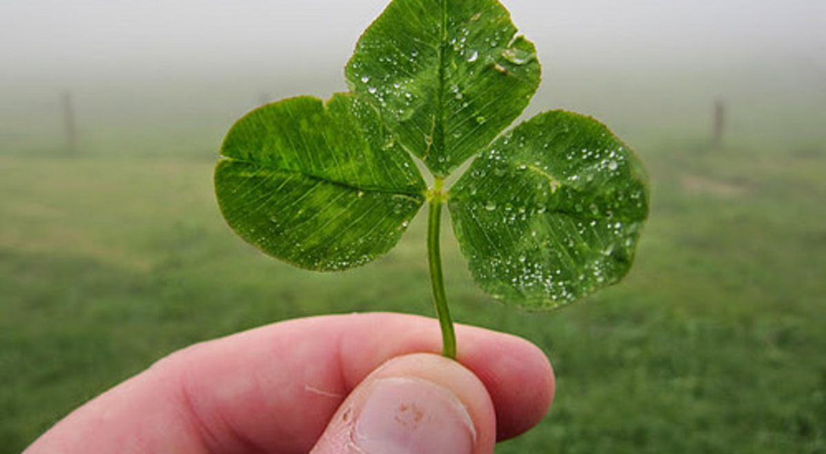 Man holding clover 