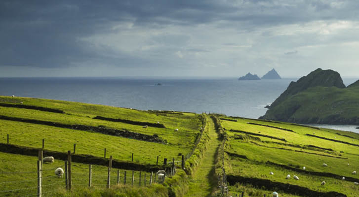 A vibrant sheep field with the ocean and a rock island as surrounds