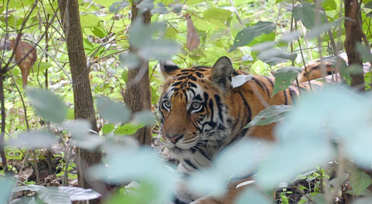 Tiger in a forest peering through greenery