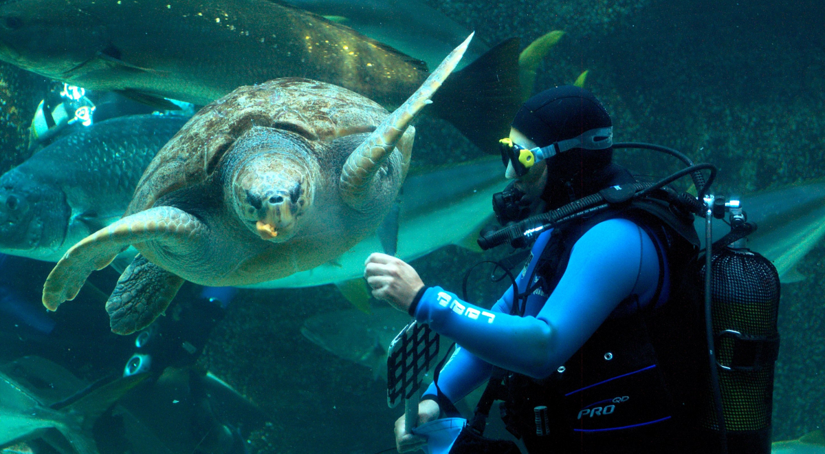 A scuba diver feeding a turtle
