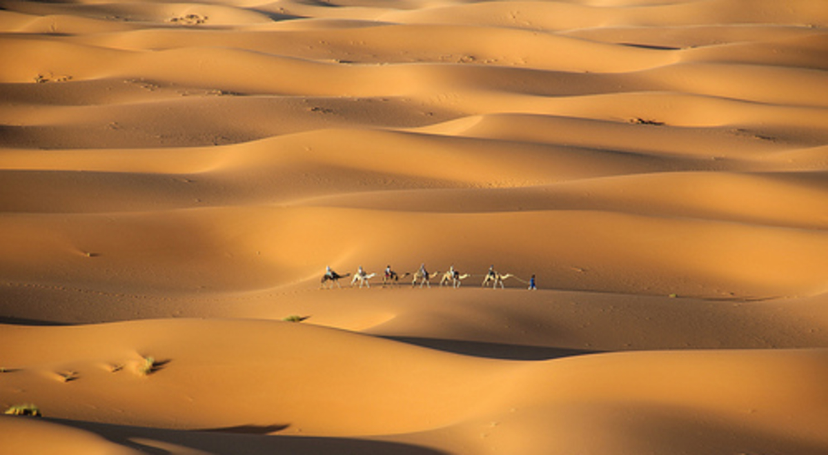 A long shot of camels walking in a line through sand dunes 
