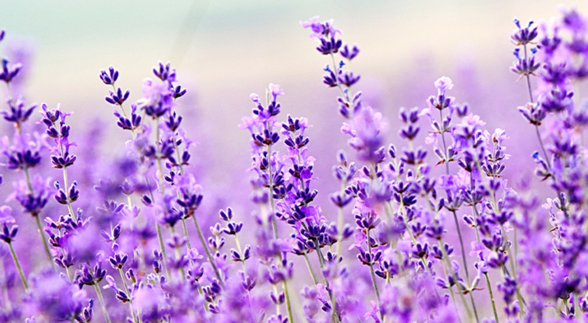 A field of purple flowers