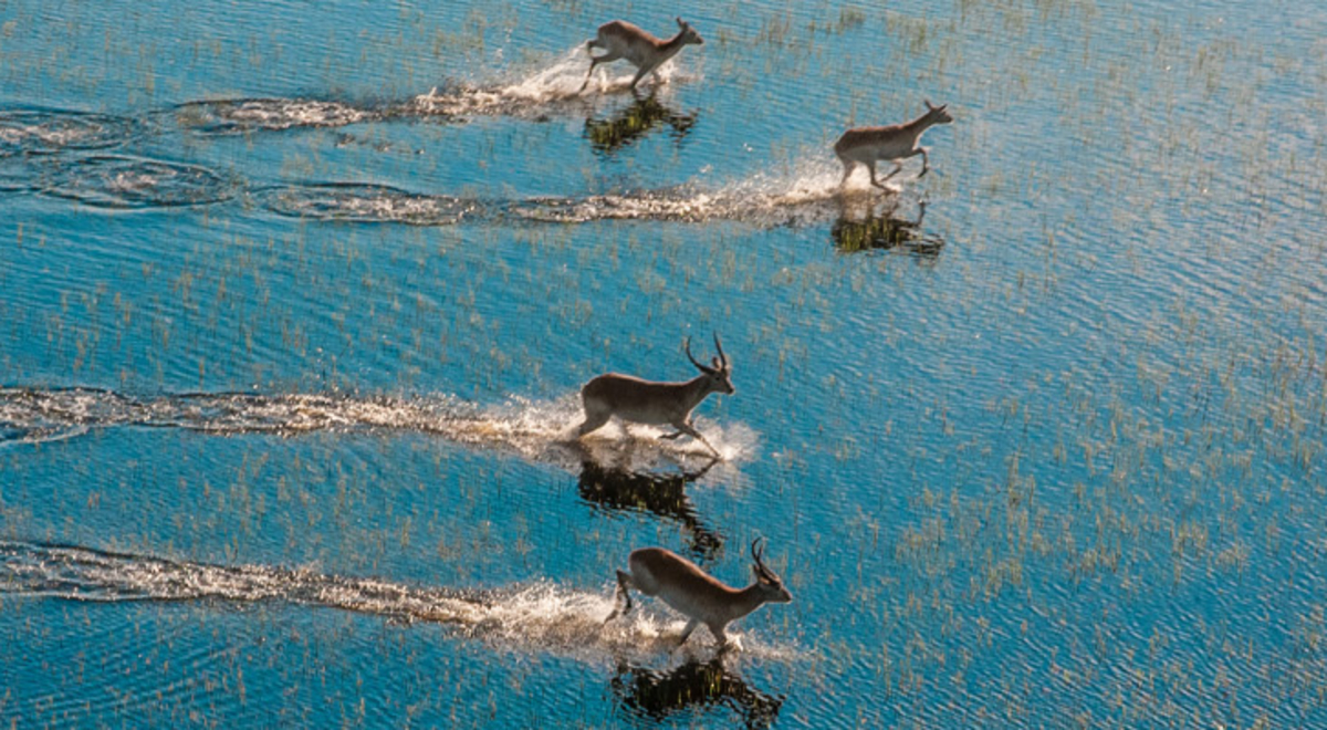 A herd of wildebeest running across a river