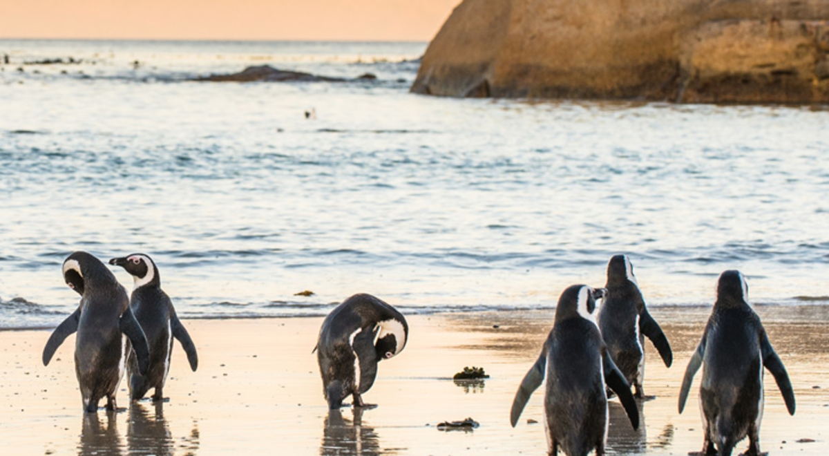 Group of 10 penguins looking out to the other animals in the blue ocean 