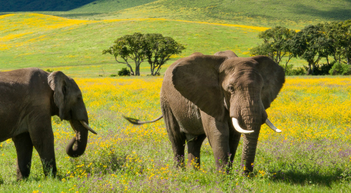 Two elephants standing in long green grass