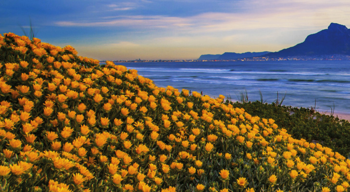 Sunset view of the ocean accompanied by a field of yellow flowers and a mountain in the distance