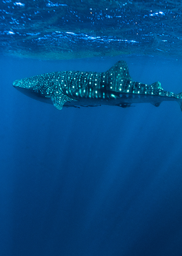 Western Australia Whale Shark