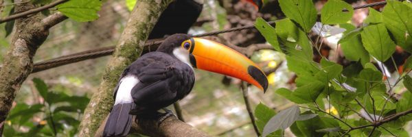 Paraguay Header Banner