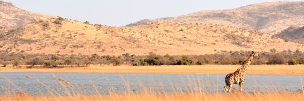 Pilanesberg Header Banner