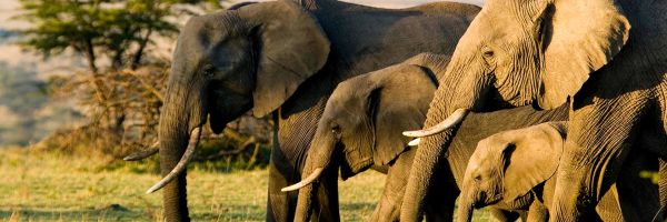 Africa Header Banner