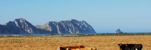 Gisborne Header Banner