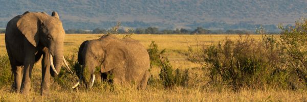 Two elephants grazing on the golden savannah grasslands of Kenya beneath a wide open sky