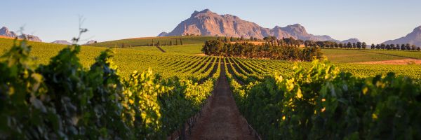 Stellenbosch Header Banner