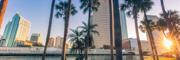 Palm trees in front of towering skyscrapers in the early afternoon