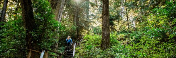 Tofino Header Banner