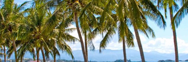 Palm trees along waters edge