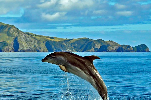 Dolphin jumping out of water