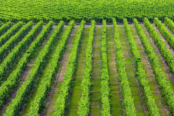 Rows of green vines at vineyard