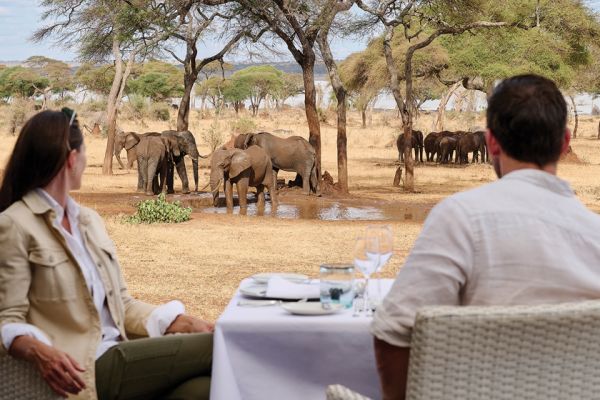 Two people at a dining table watching elephants lounging under trees in a mud bath