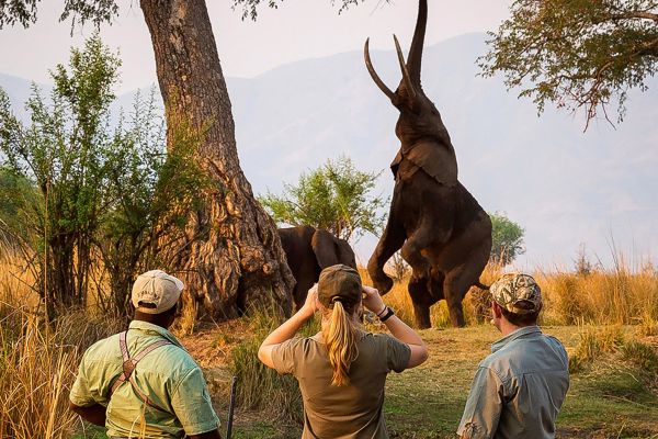 Taking photos of elephant on a safari