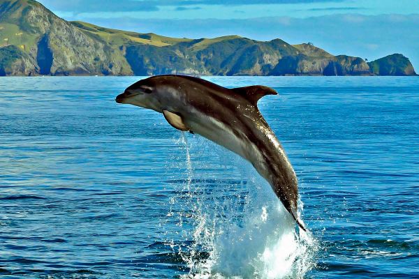 Dolphin jumping out of water