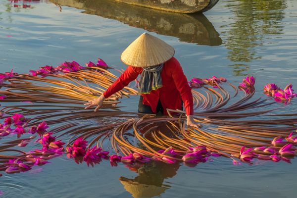 Woman in shallow water sorting purple flowers with long brown stems in a circle