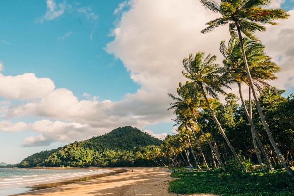 Tall palm trees lining a long beach