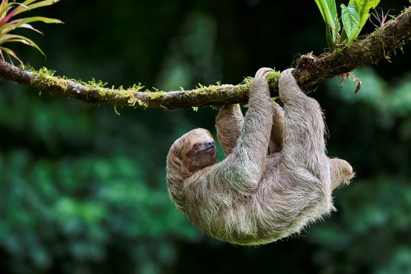 Sloth hanging on a branch