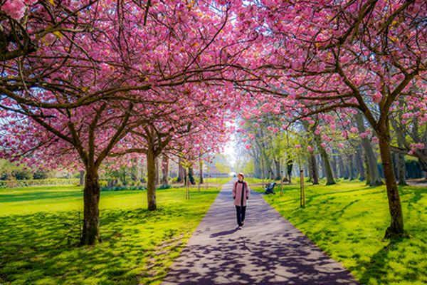 Person walking through pink flowers in a green field