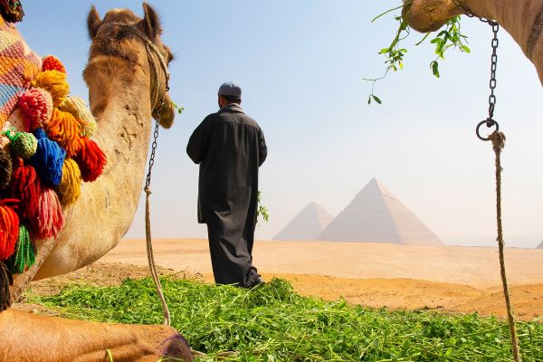 Man and his camels looking at the Pyramids from an oasis