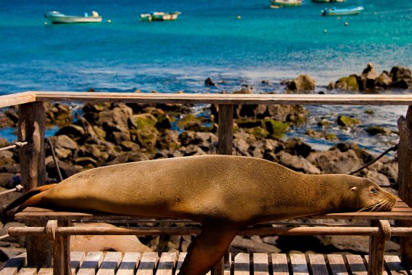 Sea Lion takes a nap on public bench, Port Aroya, Galapagos Isla
