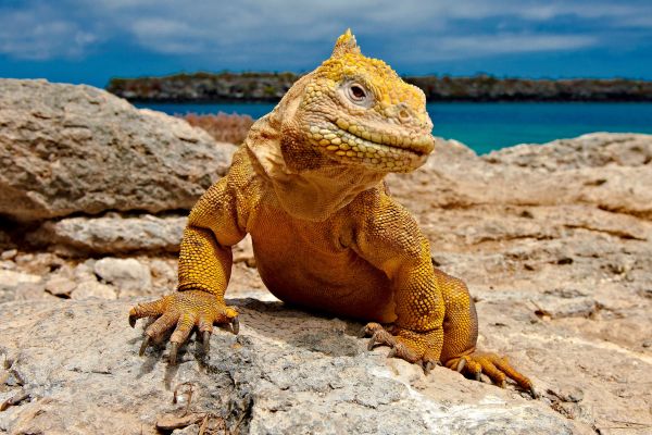 Galapagos Land Iguana, Conolophus subcristatus