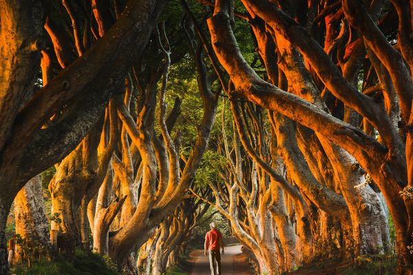 Person walking through thick, twisty trees
