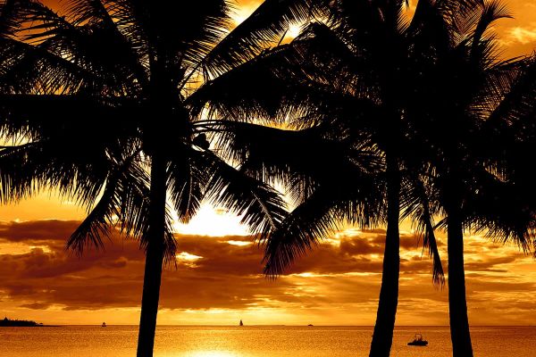 Palm trees with an orange sunset background