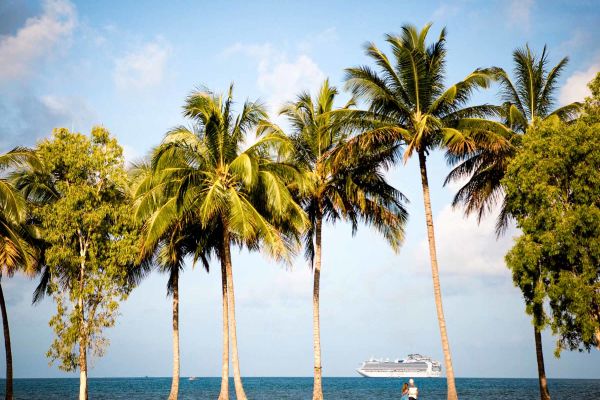 Palm tree shot in Port Douglas with cruise ship afar