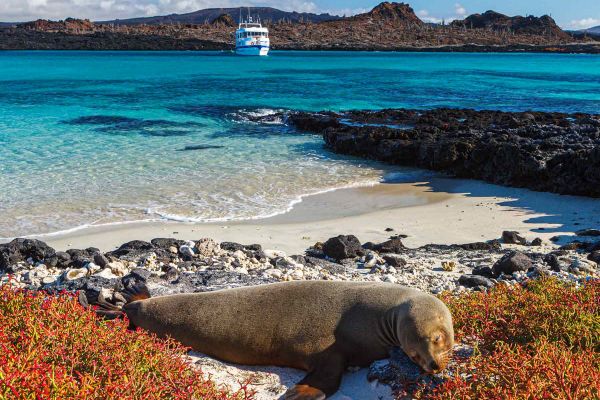 Seal on white beach with crystal blue water in background