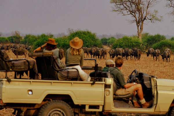 People in a safari vehicle taking photos of wildebeast