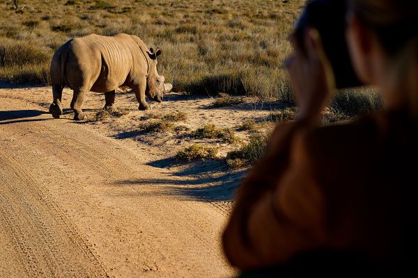 Person taking a photo of a Rhinoceros on safari
