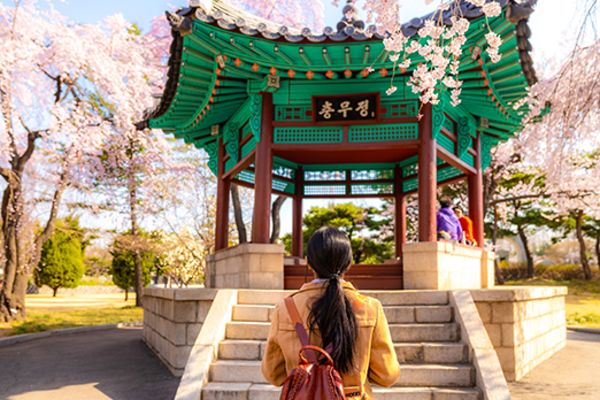 woman walking towards traditional building under cherry blossoms in seoul