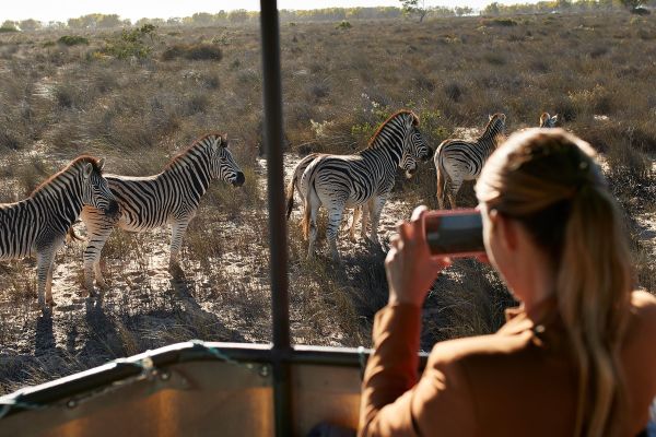 Woman photographing Zebras from a vehicle