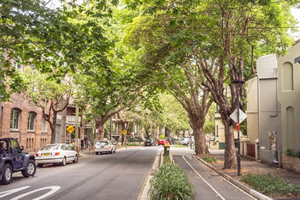 street lined with trees in surry hills