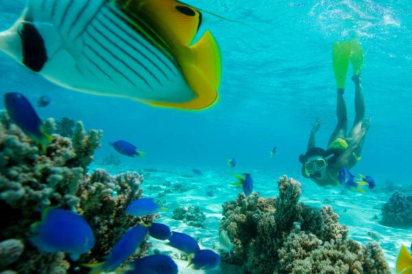Underwater photo of fish and lady snorkelling