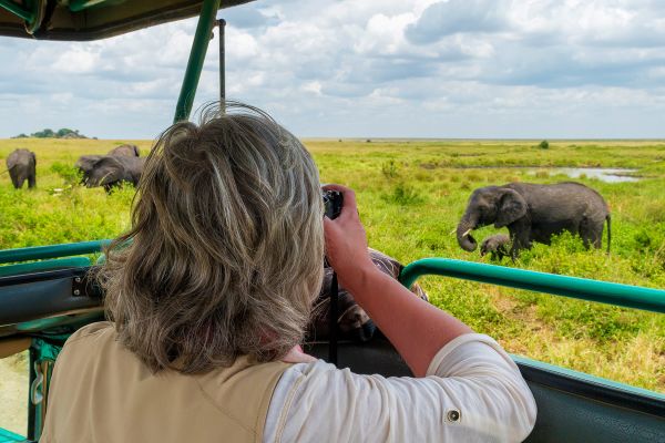 Person taking photos of Elephants from a safari vehicle