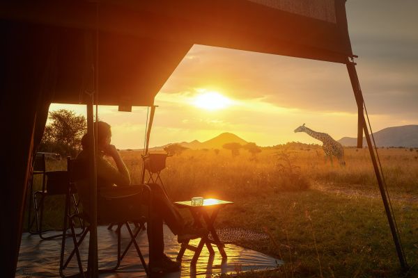 Woman looking at Giraffes from a tent under a bright sunset