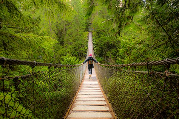 Person crossing a rope bridge in a dense pine forest